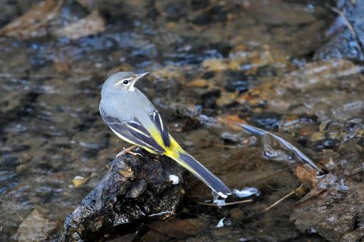 せせらぎのキセキレイ キセキレイ,鶺鴒,流れの写真素材