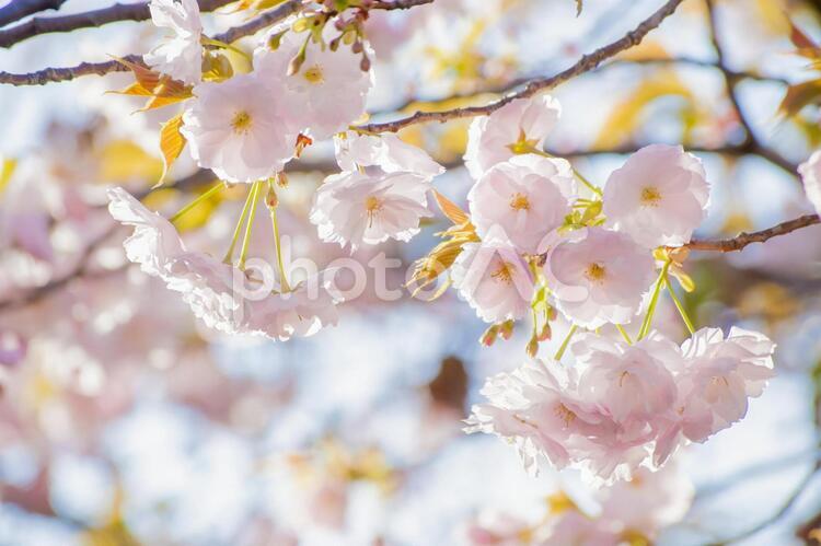 桜の花（八重桜） 桜,八重桜,八重の写真素材