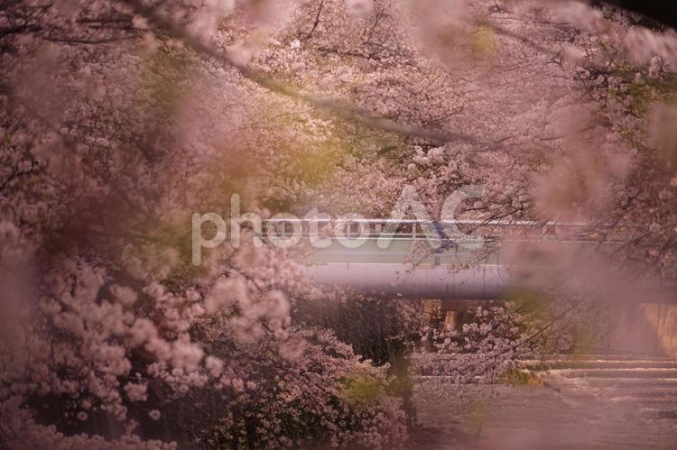 桜に包まれる橋（神田川） 神田川,桜,春の写真素材