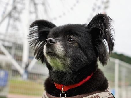ワンコのポートレート 犬,ミックス犬,いぬの写真素材