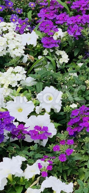 咲誉まれる純白のペチュニア 花,庭園,植物の写真素材