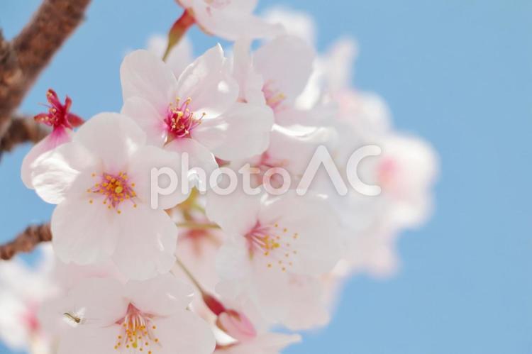 桜の花　春の訪れ 桜,春,花の写真素材