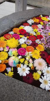 花手水 花手水,花,神社の写真素材
