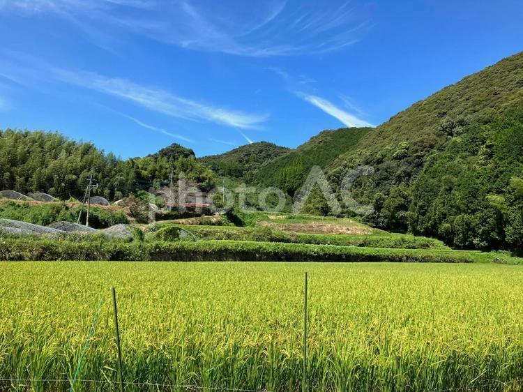 熊本・秋の里山の風景／稲穂と青空 熊本,稲穂,田園の写真素材