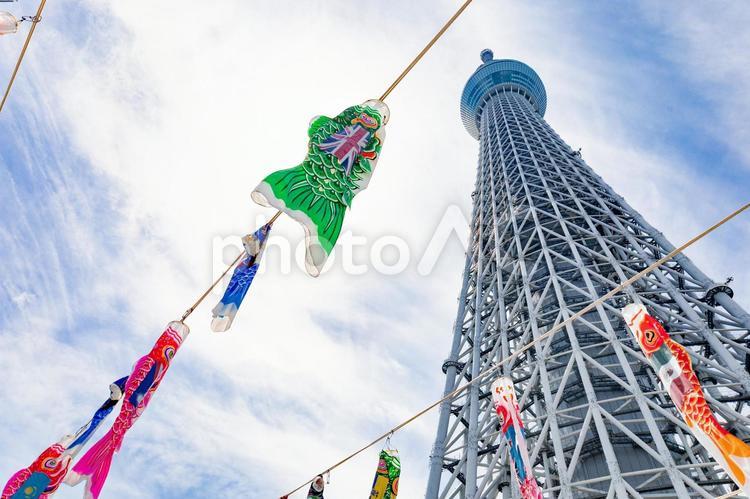 スカイツリーと鯉のぼり　青空　晴れ スカイツリー,青空,快晴の写真素材