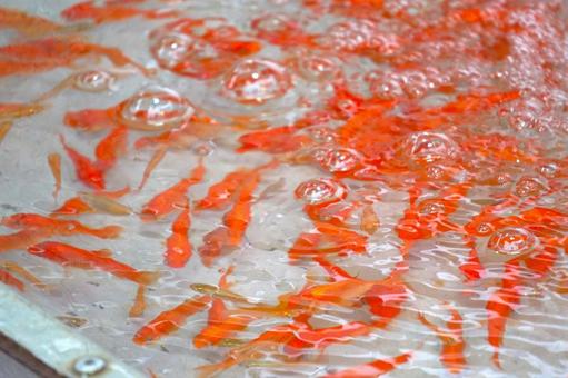 金魚すくい 金魚すくいの写真