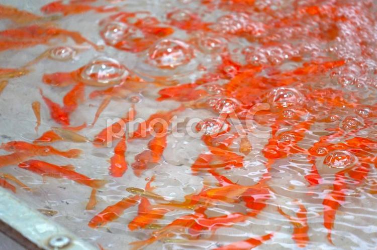 金魚すくい 夏祭り,金魚すくい,露店の写真素材