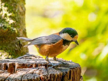 切り株にとまるヤマガラの写真