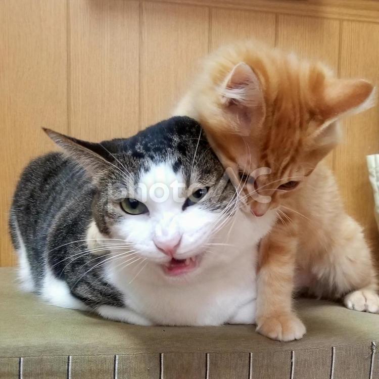 子守りは大変だ 猫,子守り,仲良しの写真素材
