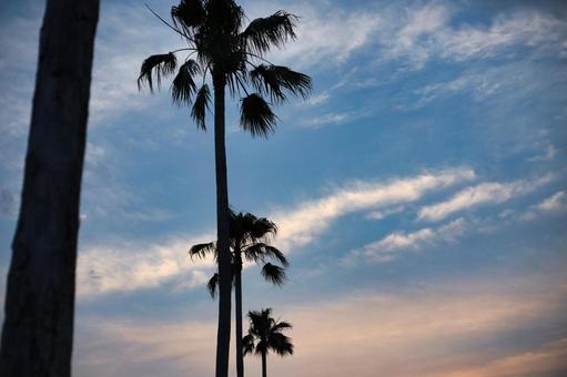 ヤシの木と夕空 ヤシの木と夕空の写真