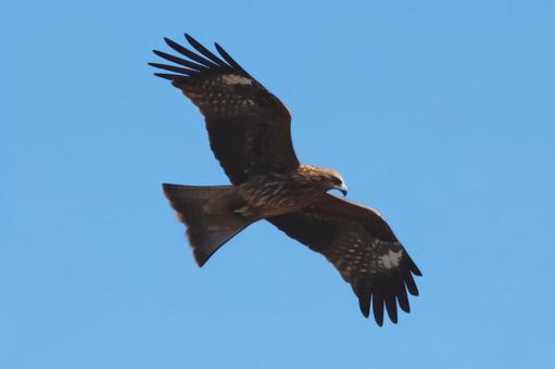 青空を旋回する鳶 トビ,鳶,トンビの写真素材
