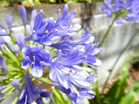 Photo, agapanthus, purple clam, blue, 