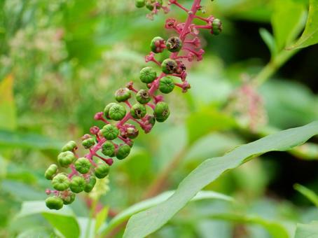 【植物写真】ヨウシュヤマゴボウ 【植物写真】ヨウシュヤマゴボウの写真