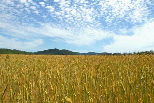 初夏の麦畑と羊雲 初夏の麦畑と羊雲の写真