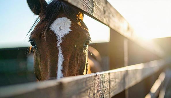 牧場の柵から顔をのぞかせる馬 牧場の柵から顔をのぞかせる馬の写真