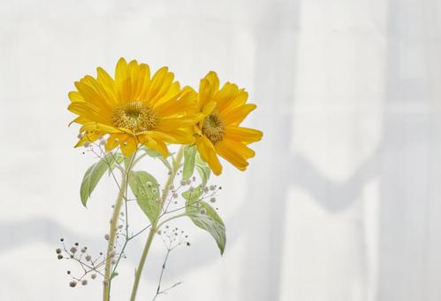 鮮やかな黄色のひまわりの花 鮮やかな黄色のひまわりの花 背景,ひまわり,サンフラワーの写真素材