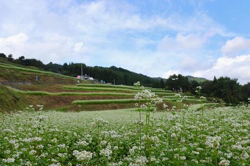 9月下旬まんのう町島ヶ峰の天空のソバの花 9月下旬まんのう町島ヶ峰の天空のソバの花 ソバ,蕎麦,花の写真素材