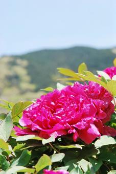 ボタンの花 ボタンの花の写真