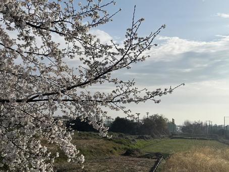 Cherry blossoms and sky, JPG