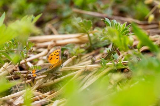 ベニシジミ⑵ 春,昆虫,チョウの写真素材