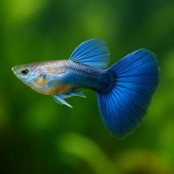 【熱帯魚】水槽の中を泳ぐグッピー 【熱帯魚】水槽の中を泳ぐグッピーの写真