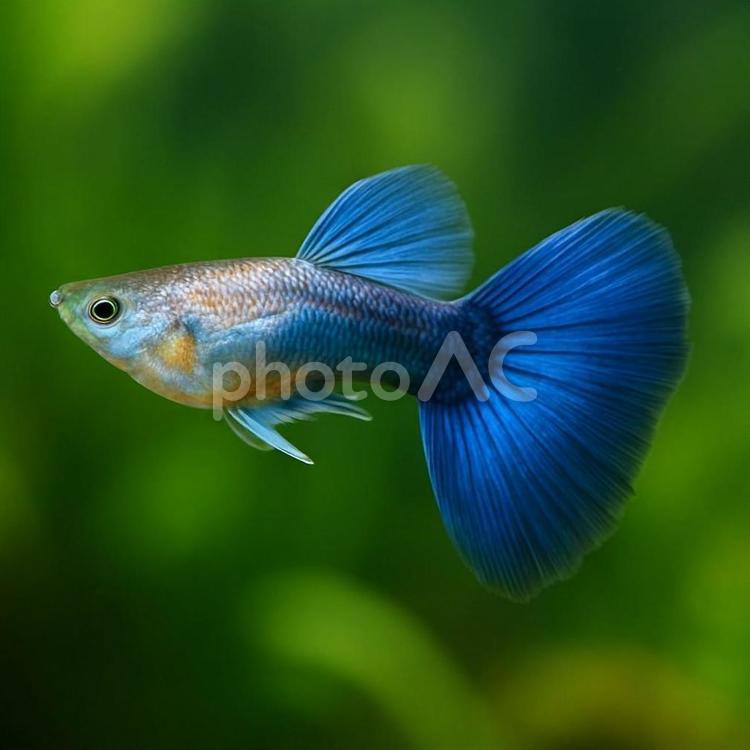 【熱帯魚】水槽の中を泳ぐグッピー グッピー,熱帯魚,観賞用の写真素材