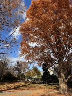 紅葉の終わり（信州まつもと空港） 紅葉,晩秋,秋の写真素材