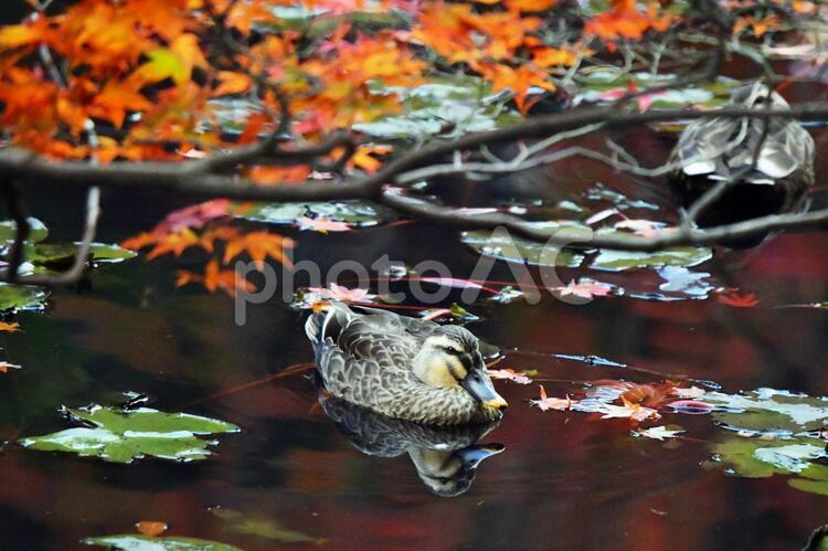 もみじ　紅葉　楓　鴨　かも カモ,かも,鴨の写真素材