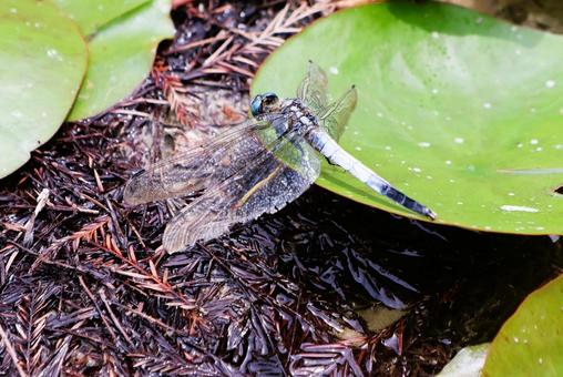 A white-tailed skimmer in a marsh grassland in late May, JPG