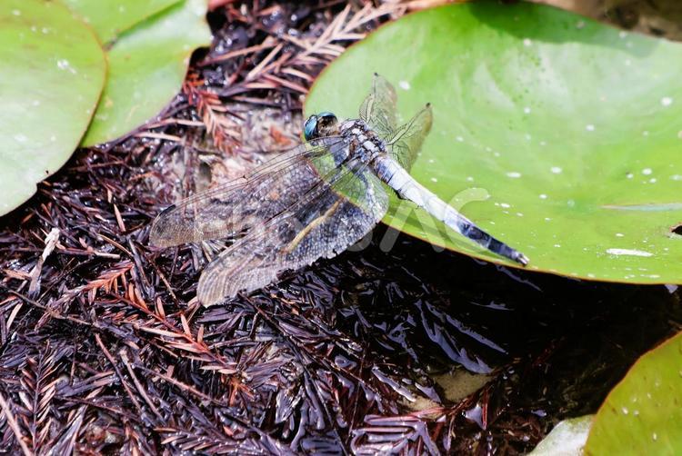 ５月下旬の湿地草地のシオカラトンボ シオカラトンボ,昆虫,スイレンの写真素材