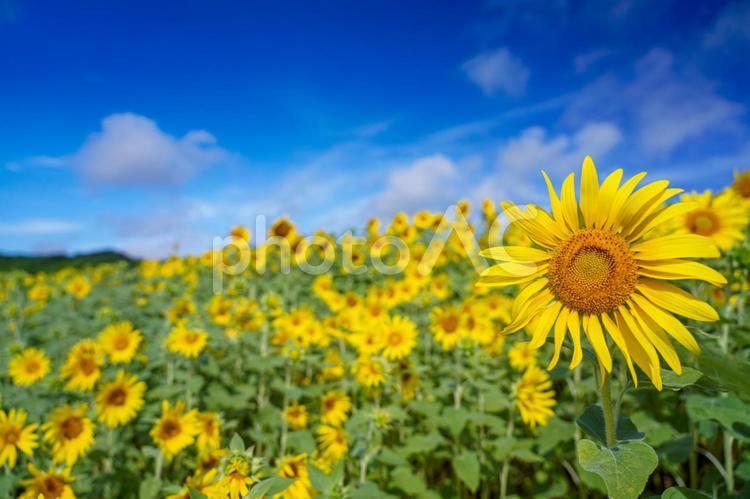 青空と風に揺れる向日葵 向日葵,ヒマワリ,夏の花の写真素材