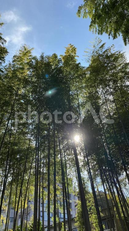 修善寺の竹林の小径 竹,修善寺,竹林の写真素材