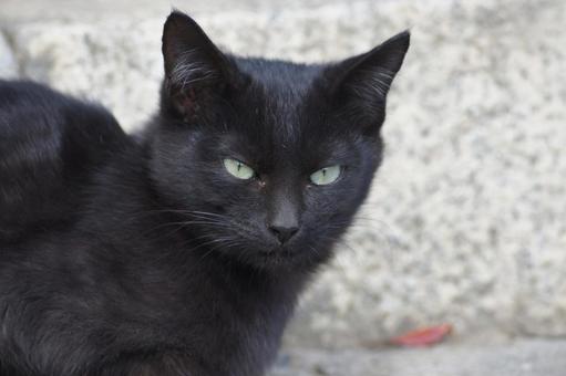 ねこ 箱座り,飼い猫,家猫の写真素材