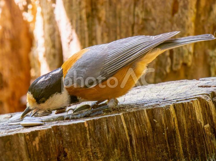 切り株にとまるヤマガラ ヤマガラ,野鳥,鳥の写真素材
