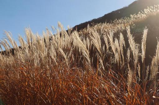 仙石原のススキ 仙石原,ススキ,すすきの写真素材