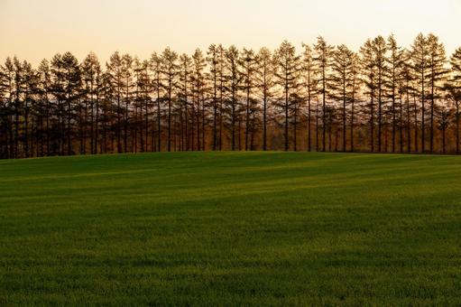 朝の光にシルエットが浮かび上がる防風林 カラマツ,針葉樹,朝焼けの写真素材