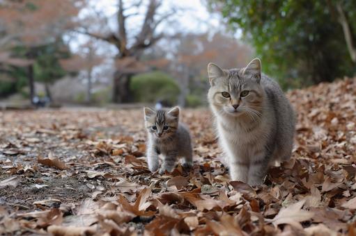 落ち葉の上を歩く親猫と子猫 落ち葉の上を歩く親猫と子猫の写真