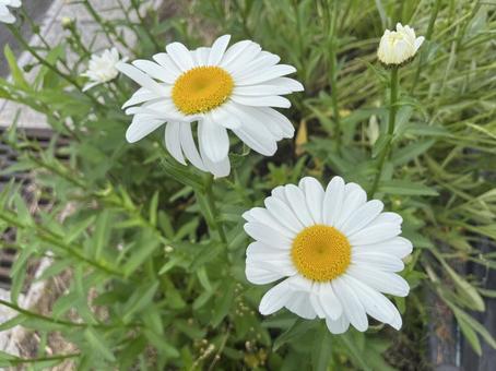 花写真 花写真の写真
