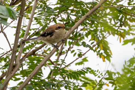 モズの若鳥⒇ モズの若鳥⒇ 鳥,野鳥,モズの写真素材