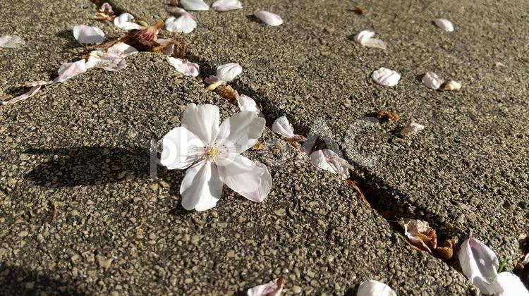 地面に落ちた桜の花 桜,花びら,花の写真素材
