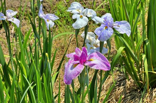 Flower garden, JPG Flower garden, yamato central park, flower garden, iris garden, JPG