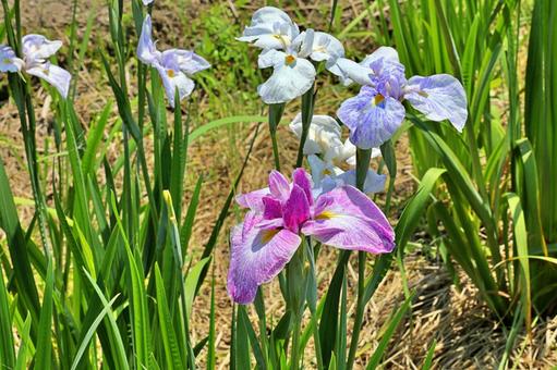 Flower garden, công viên trung tâm yamato, iris gardens, iris gardens, JPG