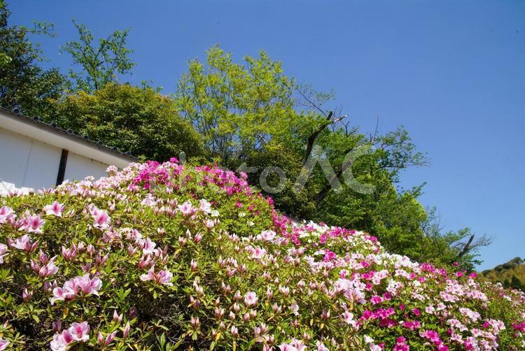 伏見桃山城のツツジ 4月,春,京都の写真素材