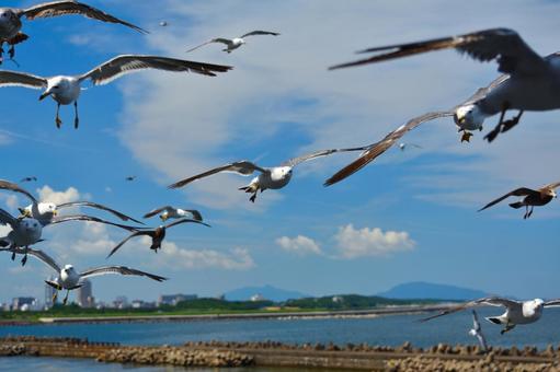 カモメの群れ カモメ,躍動感,鳥の写真素材