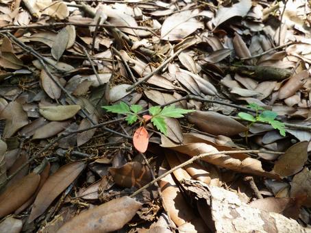 Photo, natural, native, seedling, 
