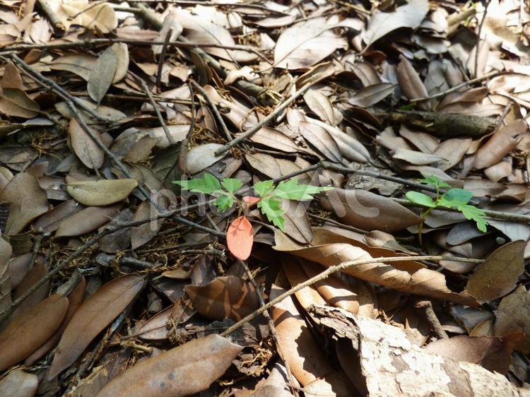 次へつなぐ森の息吹 自然,自生,幼苗の写真素材
