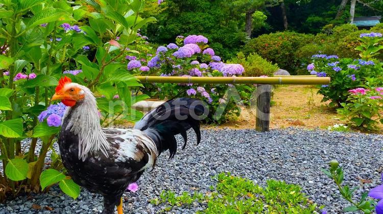 京都府・福知山市　紫陽花の季節「観音寺」（華観音寺）のあじさいの花の咲く本坊・庭園の鶏 京都,福知山,華観音寺の写真素材