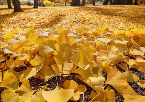 イチョウの葉っぱの絨毯 イチョウの葉っぱの絨毯の写真