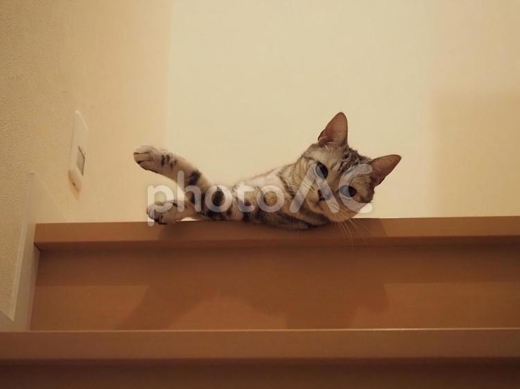 階段から見つめる猫 猫,ねこ,ネコの写真素材