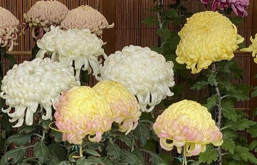 大菊観賞用 植物,きれい,菊の写真素材